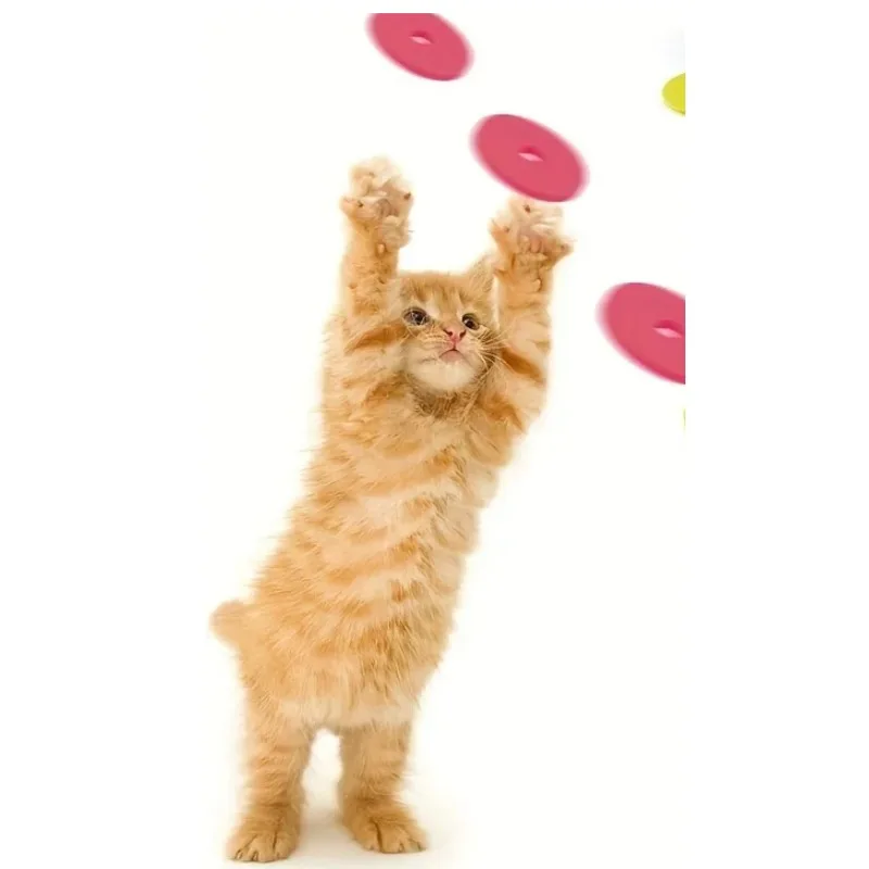 Juguetes Divertidos para Gatos - Frisbee Freestyle Disc reseña y precio