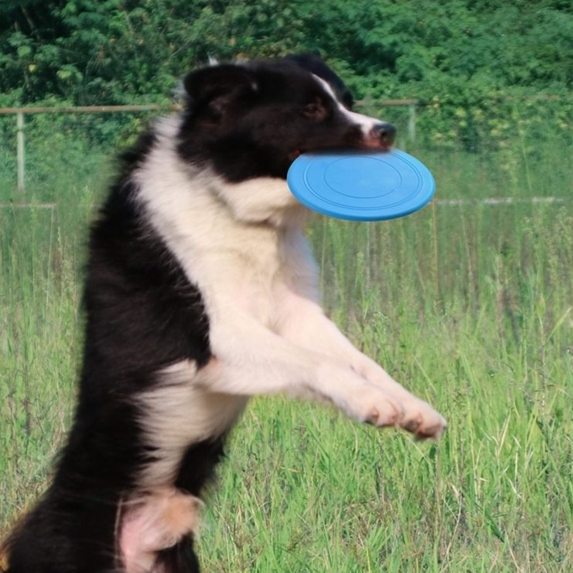 Frisbee de silicona para masco - Frisbee Freestyle Disc reseña y precio